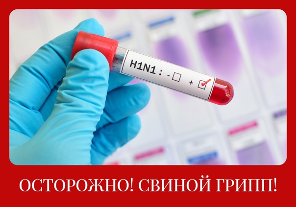 Свиной грипп.jpg Свиной грипп.jpg